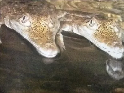 Le crocodile pond des oeufs.