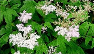 Cette plante mdicinale renferme des composs salicyliques aux proprits anti-inflammatoires et antalgiques. Son nom latin  spireae  est  l'origine du mot aspirine. Qui est-elle ?