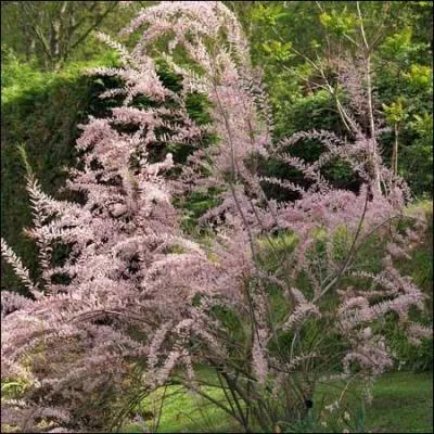 Quel est cet arbuste frquent en bord de mer, parce qu'il tolre l'eau sale et les embruns ?