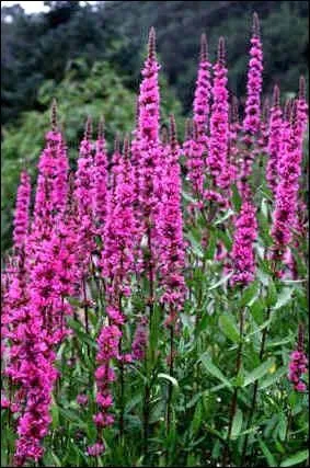 Ses fleurs chiffonnes et en pis, se rencontrent souvent l't en bordure des plans d'eau. Quelle est cette plante ?