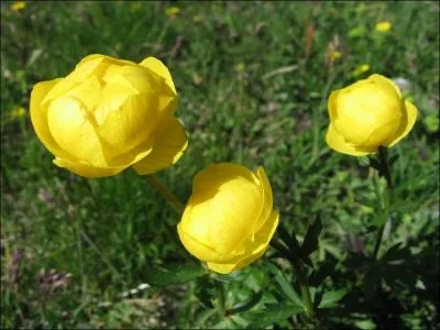 C'est une plante robuste qui aime les zones humides des marais. Elle est rare dans le midi de la France. C'est...