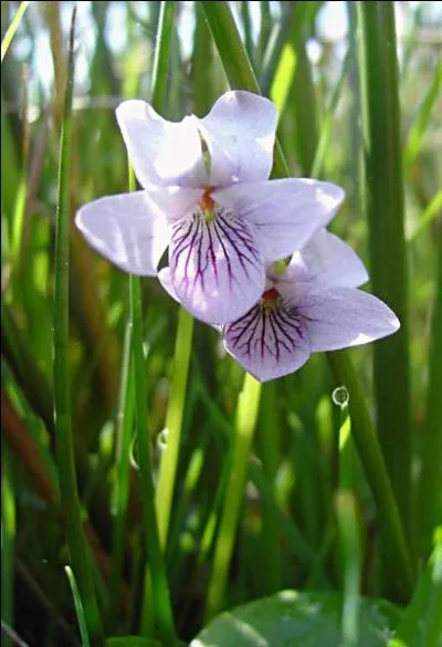 Voici une jolie petite fleur, plutt montagnarde, on peut la rencontrer dans les endroits marcageux. Ses feuilles sont glabres et arrondies. C'est...