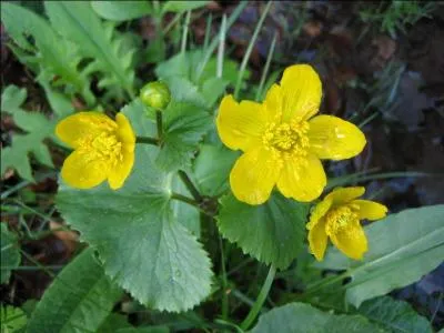 Quelle est cette plante des prairies marcageuses qui est trs sensible  la pollution ?