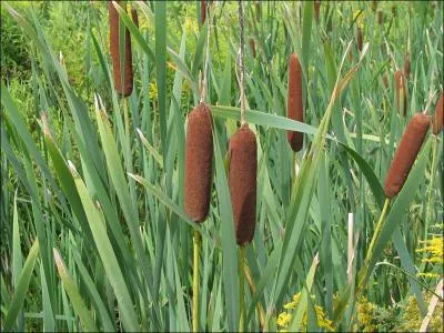 Massette  larges feuilles ou  feuilles troites, elle pousse en milieu humide. Quel autre nom vocateur lui donne-t-on ?