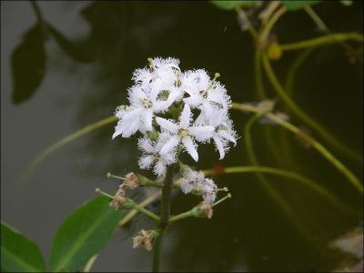C'est une plante protégée des rives et des marais français. D'avril à mai, elle présente de ravissantes fleurs vaporeuses avec des cils sur ses pétales. De quelle plante s'agit-il ?