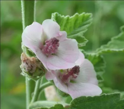 Quelle est cette grande plante aux feuilles duveteuses, dont le nom rappelle une confiserie ?