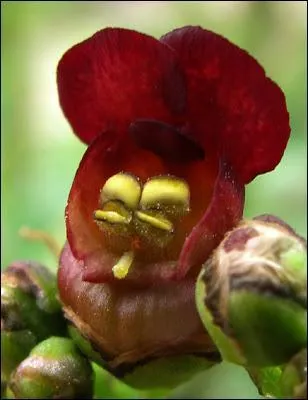 Si vous observez de prs, vous trouverez au bord de l'eau cette toute petite fleur originale avec des oreilles arrondies, des yeux et un petit nez pointu. c'est...
