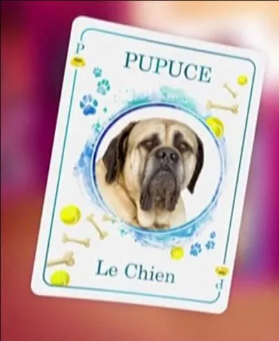 Quel est le vrai nom du chien Pupuce ?