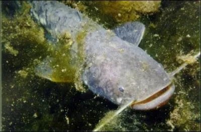 Combien de barbillons a le silure glane ?