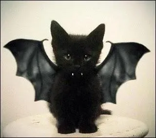 Dans la version franaise du film  Une nuit en enfer , un des personnages disait  Y a-t-il quelqu'un qui a lu un vrai livre sur les vampires ?  . Qu'a-t-on rpondu ?