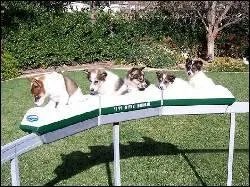 Un petit tour de mange ! Il est possible de soulager l'asthme grce  des tours de grand huit :