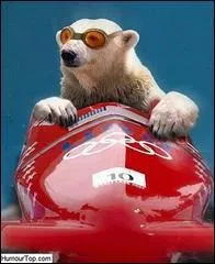 Le bobsleigh,  pile poil  ce qu'il faut pour un ours ! Porter des chaussettes  l'extrieur de ses chaussures permettrait une meilleure adhrence sur un sol verglace qu'avec ses chaussettes  l'intrieur de la chaussure :