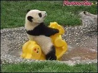 On pourrait utiliser l'excrment du panda pour fabriquer du biocarburant :