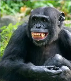 Souriez ! Sait-on pourquoi le gaz hilarant fait-il rire ?