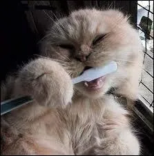 Prenez soin de vos dents ! Avant mme les rappeurs, qui furent les premiers  s'incruster des bijoux dans les dents, il y a 2500 ans ?