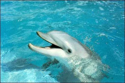 Ce dauphin  sourit -il pour exprimer sa bonne humeur ?