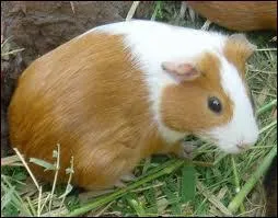 Quel est cet animal ?