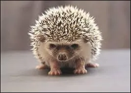 Quel est cet animal ?