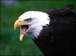 Quel est cet animal ?