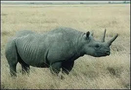 Quel est cet animal ?