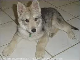 Quel est cet animal ?