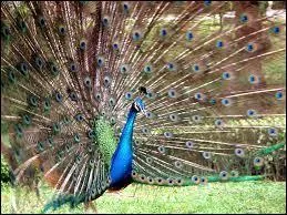 Quel est cet animal ?