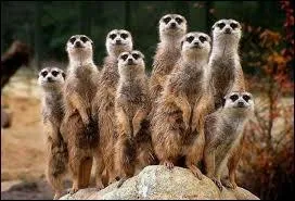 Quels sont ces animaux ?