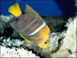 Quel est cet animal ?