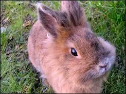 Quel est cet animal ?