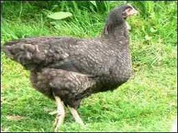 Quel est cet animal ?