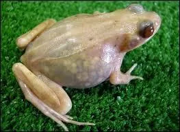 Quel est cet animal ?