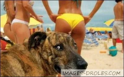 Comment se nomme la plage la plus connue de Rio de Janeiro ?