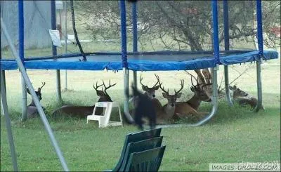 O vivent les cerfs  l'tat sauvage ?