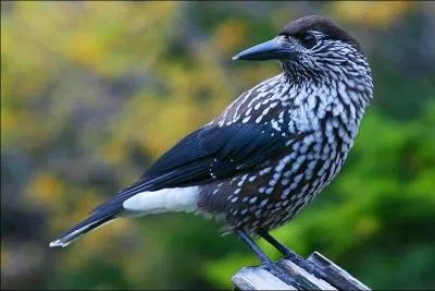 Quel est le nom de cet oiseau ?