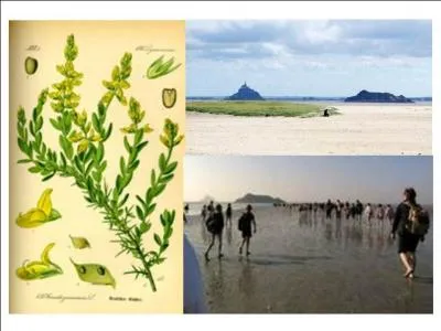 Cette  grande cit des mares , sans rapport avec la plante du mme nom, s'ouvre sur l'immensit de la baie du Mont-Saint-Michel o les grandes mares d'quinoxe sont parmi les plus fortes d'Europe. C'est :