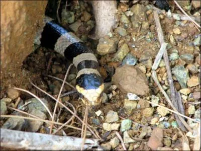 Quel est le nom de ce serpent qu'on trouve dans pas mal de mers, en Australie, vers Madagascar ... , trs venimeux mais plutt discret et timide ?