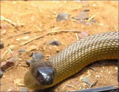 Ce trs vilain serpent vit dans le bush australien. Une seule de ses morsures peut tuer 50 hommes mais il est assez timide. Qui est-ce ?