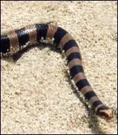 Comment s'appelle cet horrible serpent qui habite indiffremment l'Australie ou les Philippines et est probablement  le plus   venimeux du monde, mais par chance, pas du tout agressif ?