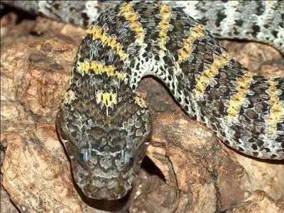 Comment s'appelle cet horrible serpent, habitant l'Australie ou la Nouvelle-Guine, qui peut vous destroyer avec une seule morsure, avec un effet allant de 6  24 heures ?