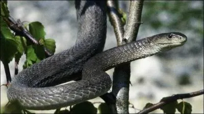 Quel est le nom de ce serpent, parcourant aussi la savane, un des plus rapides et agressifs du monde, qui peut vous faire quitter le monde en ... 15 minutes ?