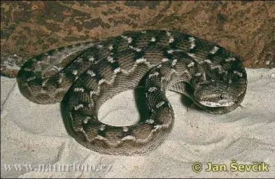 Ce trs petit serpent du Moyen-Orient, nocturne et agressif, cause avec son venin des saignements dans le cerveau, pouvant entraner le dcs entre 6 et 24 heures aprs la morsure. Qui est-ce ?