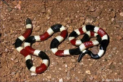 Quel est le joli nom de ce serpent d'Amrique du Nord, venimeux mais timide et peu agressif ?