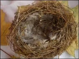 Le mot commence par : Lama...