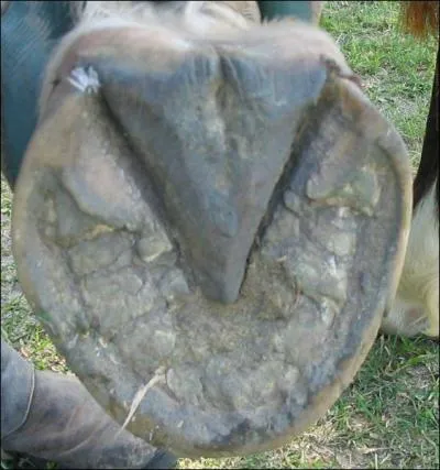 Quand tu cures les sabots il faut faire attention ...