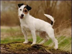 Quelle est la race de ce chien ? Ouaf ?