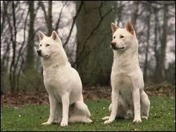 Quelle est la race de ce chien ? Ouaf ?