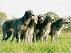 Quelle est la race de ce chien ? Ouaf ?