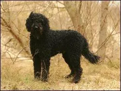 Quelle est la race de ce chien ? Ouaf ?