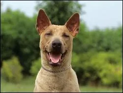 Quelle est la race de ce chien ? Ouaf ?