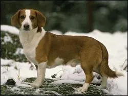 Quelle est la race de ce chien ? Ouaf ?